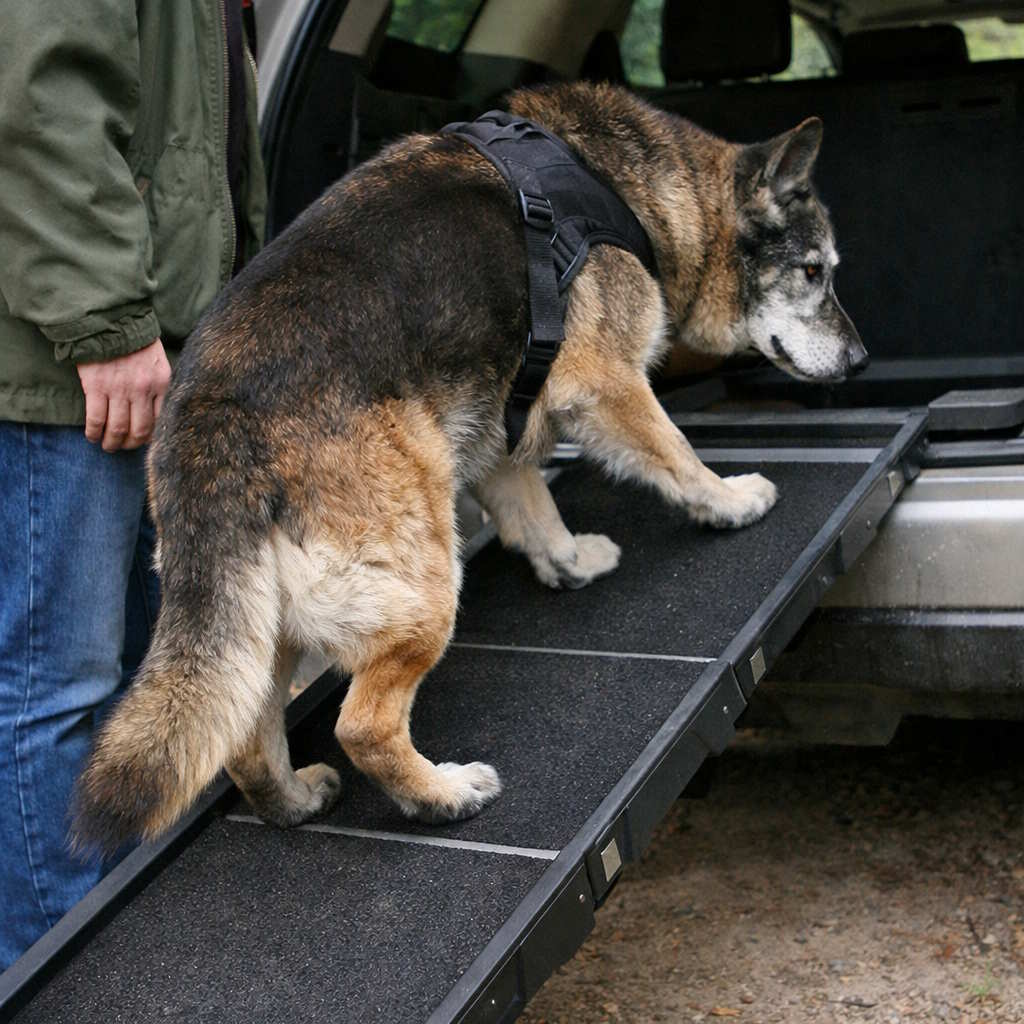 Как спланировать путешествие с&nbsp;пожилой собакой