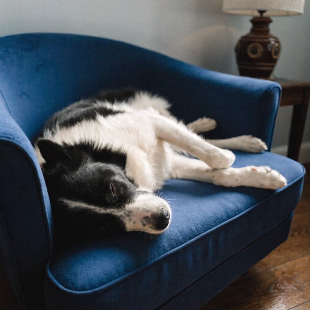 Отдых после отдыха: как помочь собаке восстановиться после отпуска