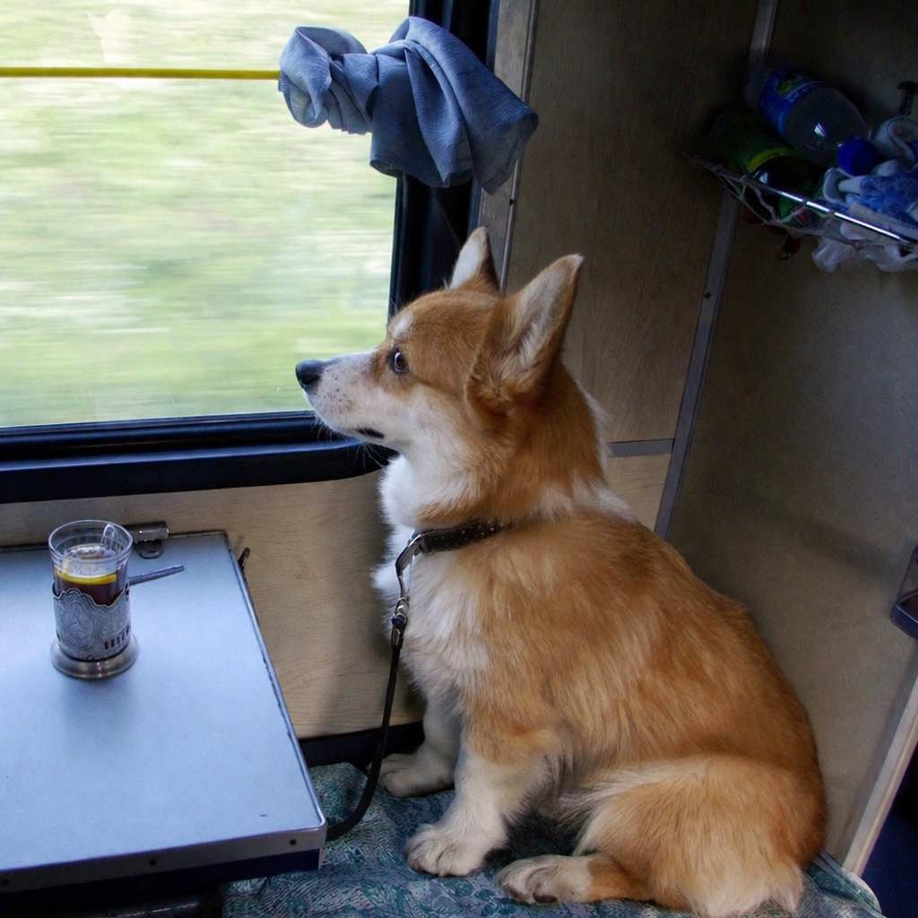 Можно&nbsp;ли в&nbsp;поезде с&nbsp;собакой без переноски?