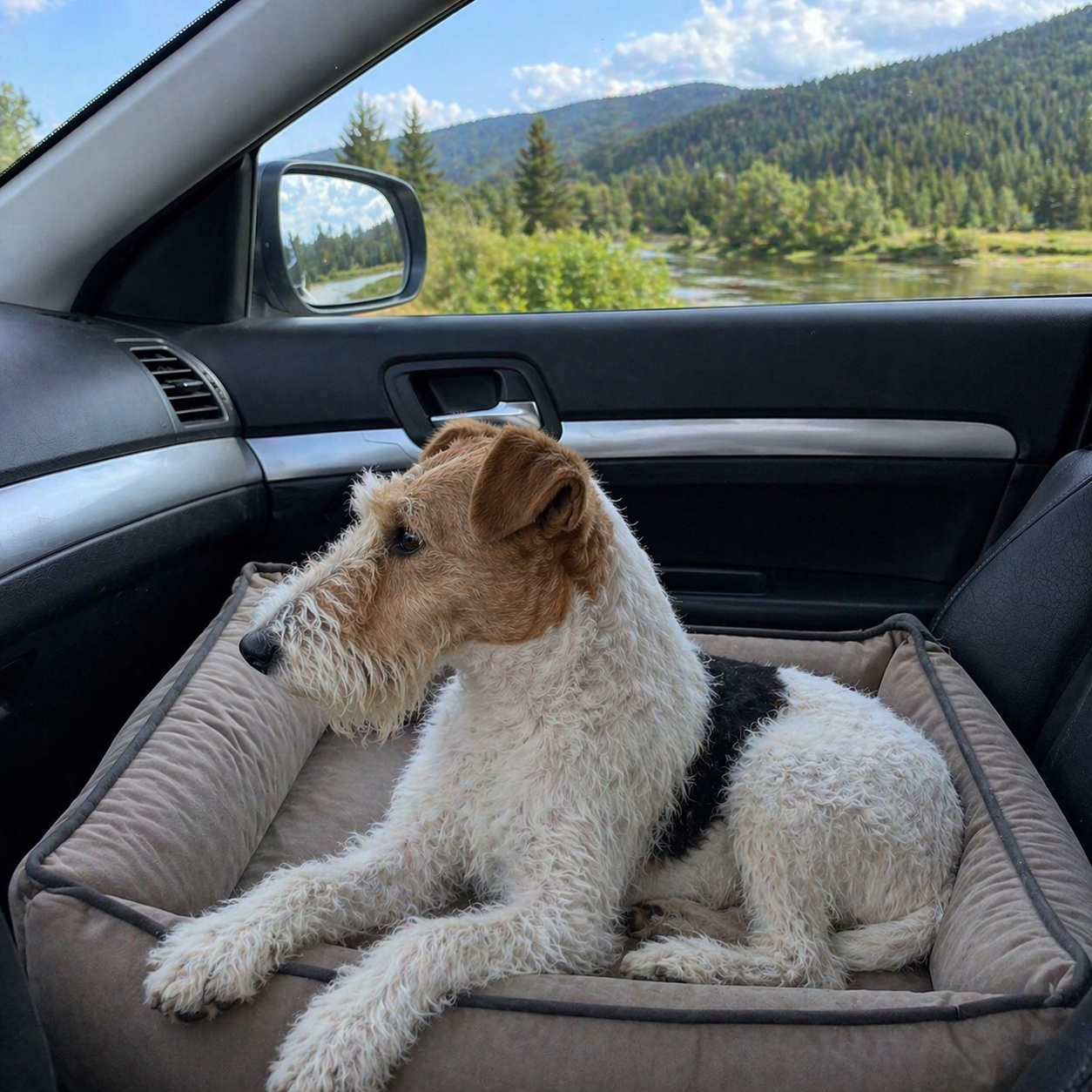 Как правильно путешествовать с&nbsp;собакой на&nbsp;машине