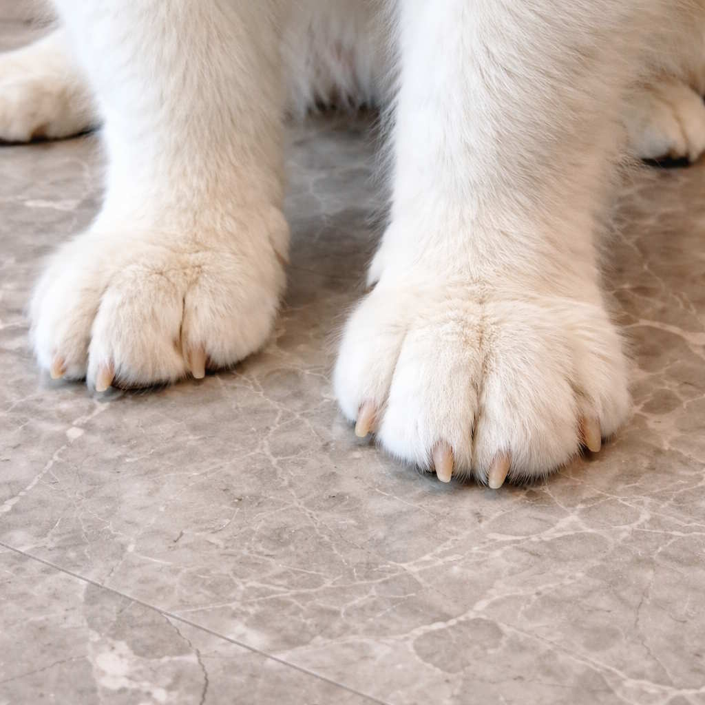 Скользкие полы в&nbsp;отелях: как помочь собаке